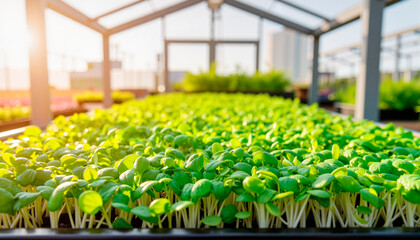 Vibrant microgreens growing in greenhouse under natural sunlight, freshness