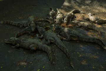 close up of a crocodile