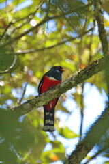 Masked trogon (Trogon personatus) perched in a tree in the Intag Valley, Cuellaje, Ecuador