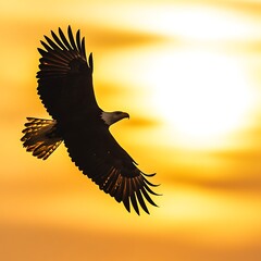 Obraz premium A bald eagle flies across the glowing evening sky image