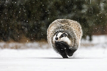 European badger (Meles meles) running away in the heavy snowfall © michal