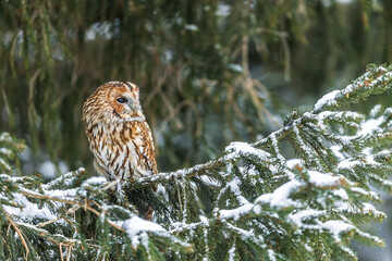 tawny owl (Strix aluco) on the snowy branches of a spruce tree