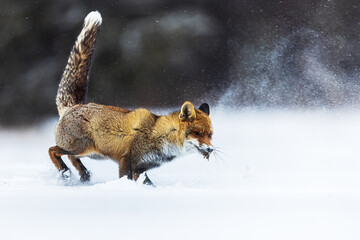 male red fox (Vulpes vulpes) just caught a mouse in the snow