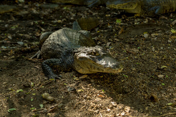 alligator in the swamp