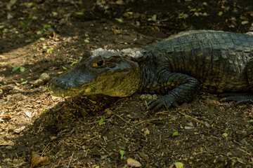 close up of a crocodile