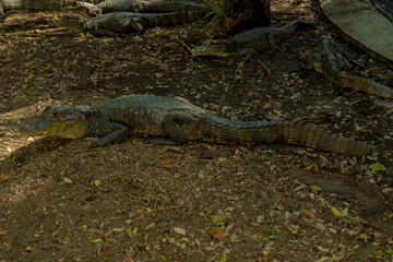 Fototapeta premium alligator in the swamp