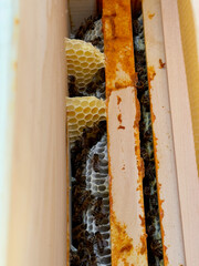 Close-up view of an open beehive with honeybees (Apis mellifera) working on newly built white...