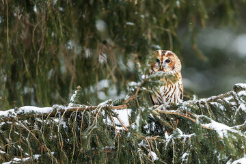 tawny owl (Strix aluco) Hidden behind the spruce branches