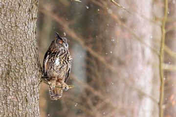 male Eurasian eagle-owl (Bubo bubo) sitting on a spruce tree on a winter's day