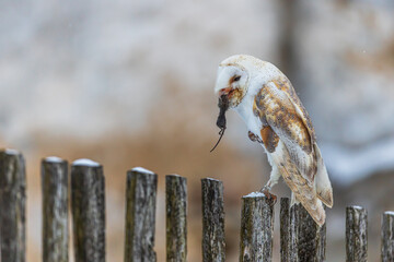 barn owl (Tyto alba) with a mouse on the fence