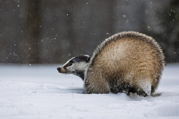 European badger (Meles meles) is in the snow © michal