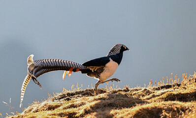 black winged blackbird