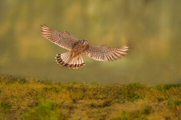 red kite in flight