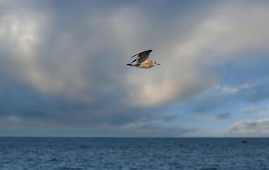 Russia. Irkutsk region. The flight of a seagull against the sky with clouds over Lake Baikal on the embankment of the city of Slyudyanka.