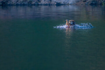 woman in the water