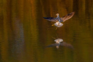 blue butterfly on a flower