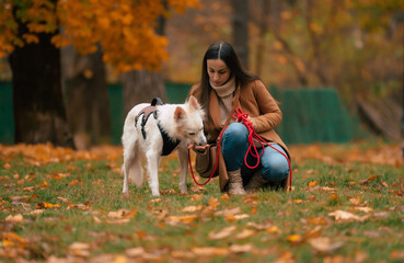 A woman with long dark hair, wearing a beige coat and sweater, kneels to give a treat to her white...