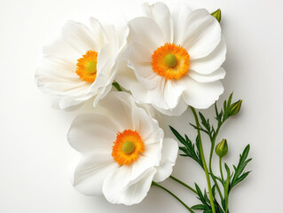 Fototapeta premium bouquet of white flowers