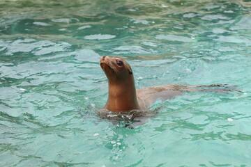 Obraz premium sea lion in the water
