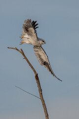 great blue heron ardea cinerea