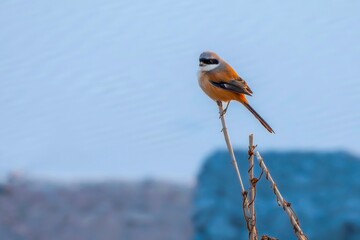 great tit on the beach