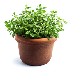 Fototapeta premium Vibrant Oregano Plant in a Terracotta Pot: A Fresh Herb for Cooking