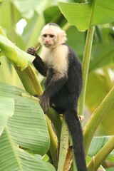 Naklejka premium Capuchin monkey in a tree