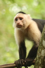 Capuchin in a tree