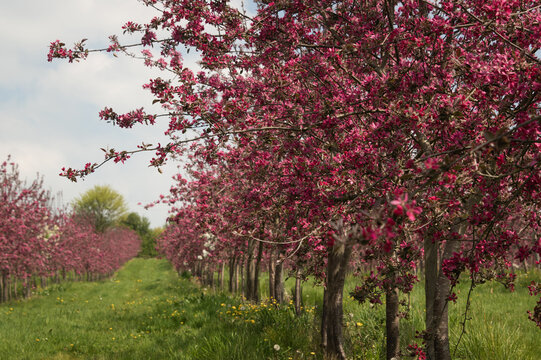orchard wiith rows of pink cherry or apple blossom trees in spring in France