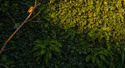 Golden Hour Bird on Ivy Wall Nature Photography