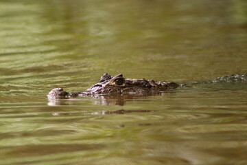 Alligator in the water
