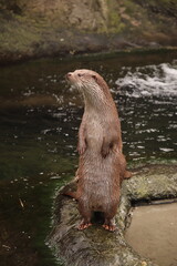 otter in a pond