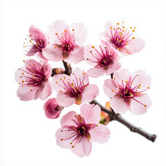 Bright Pink Cherry Tree Flowers on a White Isolated Background, pink cherry blossom on white