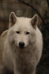 arctic wolf canis lupus