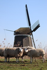 windmill in the netherlands