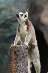 ring tailed lemur