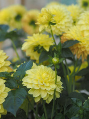 Dahlias bloom during Tet holiday in central Vietnam