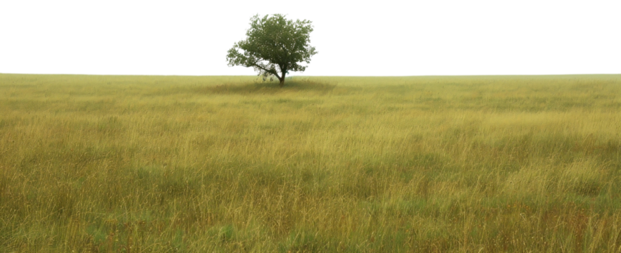 PNG Empty scene of meadow landscape grassland outdoors.