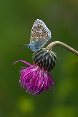 Himmelblauer Bläuling