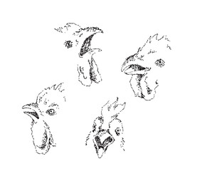 Chicken heads vector illustration. Hand drawn hens.