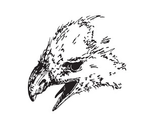 Bird head vector illustration. Hawk beak drawing.