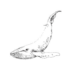 Whale vector illustration. Sperm whale drawing.