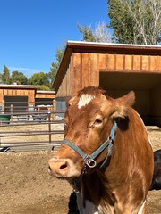 brown cow at a farm near a barn, close up, dairy animals, farm animals in the country