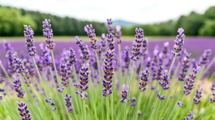 Obraz premium Purple lavender flowers blooming in a vast field under bright daylight during summer.