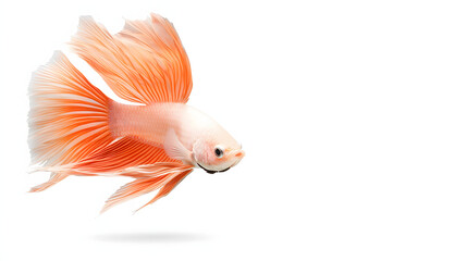 Fototapeta premium close up of majestic betta fish with flowing fins, showcasing vibrant orange hues and graceful movement in serene environment