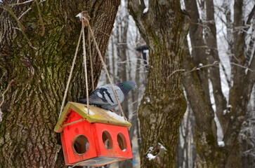a pigeon on a feeder in a park on a frosty winter day