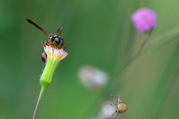 Closeup of a wasp, view from the top, on a pink tassel flower collecting nector and pollen with a blurred green background
