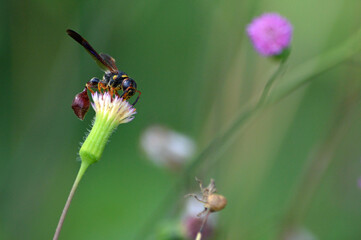 Closeup of a wasp, view from the top, on a pink tassel flower collecting nector and pollen with a blurred green background
