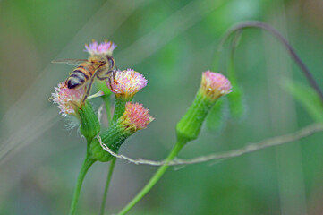 Closeup of a Western Honeybee climbing between two pink tassel flowers with a blurred green background 
