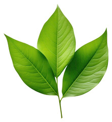 Obraz premium PNG Leafs plant green herbs.